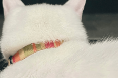 真っ白な猫のバックショットがたまらない！もふもふの白猫がかわいいとTwitterで話題に！
