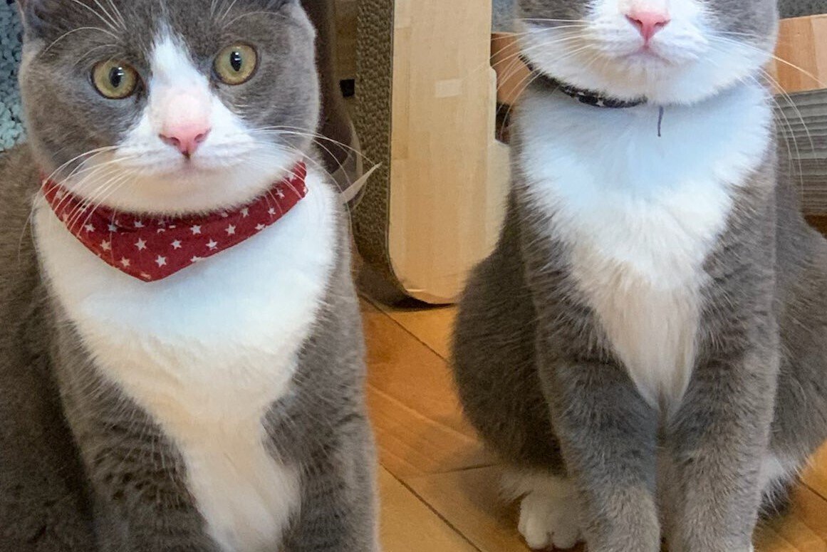 そっくりすぎる兄弟猫、見つかる！2匹が揃い、お行儀よく座ると…カメラ