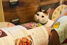 献立を一緒に考えてくれる猫がTwitterで話題に！料理本を眺め「夕飯はこれニャ」な姿がかわいい