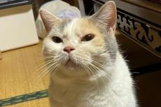【いいね15万超】ごはんが遅れ怒る猫、よく見ると…【鬼カワ】眉間に皺を寄せる姿がTwitterで話題