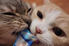 ちゅ～るを巡る【仁義なき争奪戦】2匹が集まると…懸命に食いつく猫が可愛すぎるとTwitterで話題！