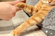 握手会をやる気ない保護猫がかわいい！