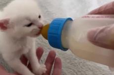 【1.3万いいね】捨てられていた子猫、ミルクに夢中な姿が愛おしい