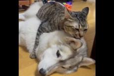 元保護猫がハスキー犬を毛づくろいしている姿に1.8万いいね