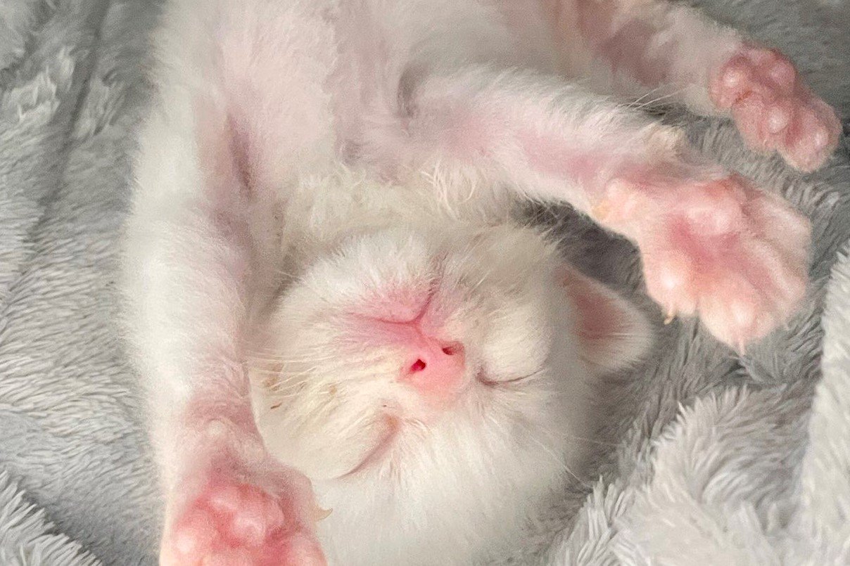 猫A 最終値下げしました！ 猫A 画像1 ＋ 9 値下げしました！