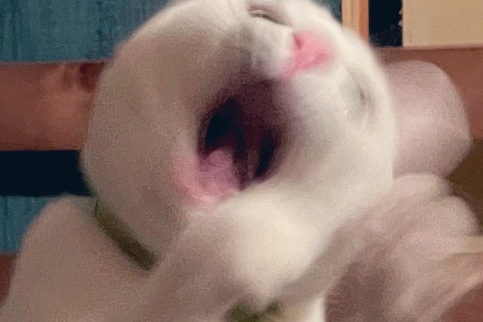 耳を自力でミッキーに」物凄く楽しそうな猫さんが面白かわいい