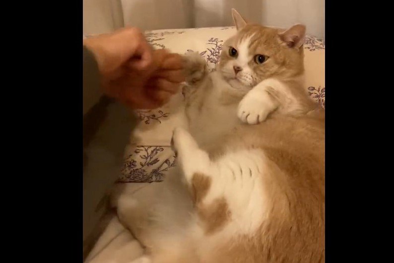 猫パンチ大会に備えて…ストイックな練習に励む猫さんが話題｜Infoseek