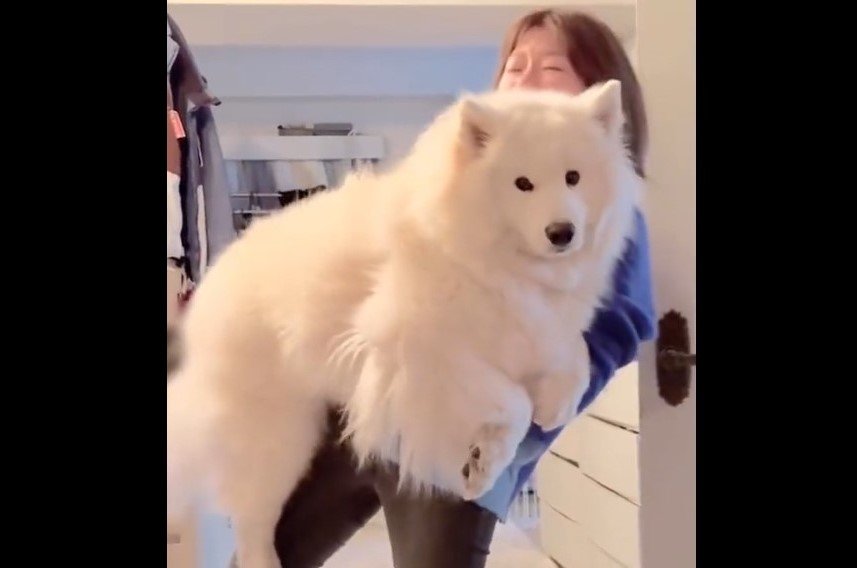 6万バズ】30kgサモエド犬に悲鳴「僕おチビで可愛いのに」｜Infoseek