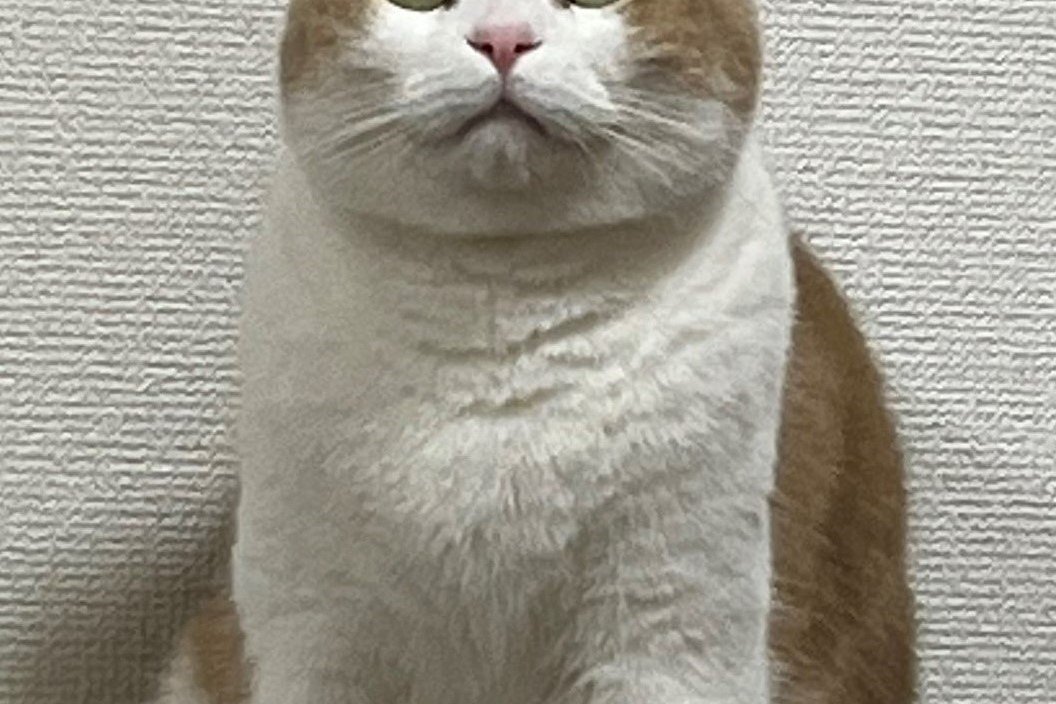 ドヤ猫ページ24000円 時計を壊した猫さんが……！爆笑の声続出の「ドヤ顔」がかわいい