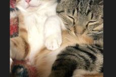 大切な妹を抱きしめる兄　保護猫達の日常に「愛しかない」と反響