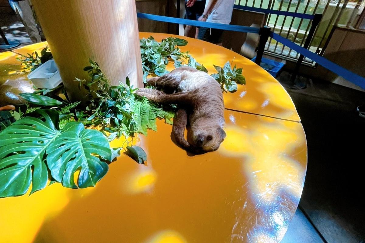これぞ究極の「ナマケモノ」 自らの習性さえ怠けてしまった姿に衝撃