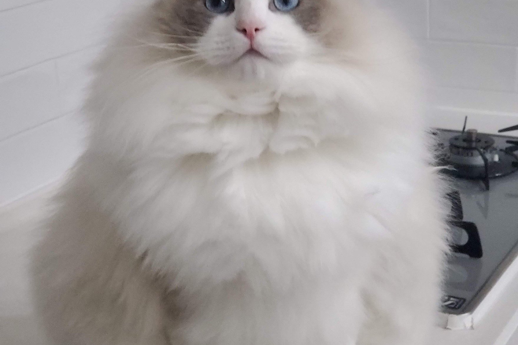 わ、わたあめ…！」胸毛がモフモフな猫さん 癒しの写真が話題｜Infoseek