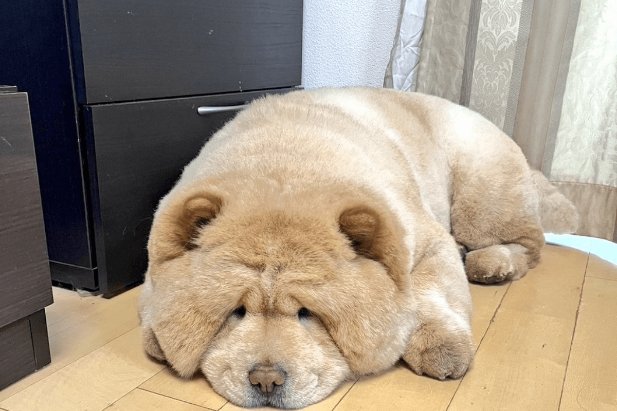 雨にしょんぼり顔のチャウチャウ 「こっちの心は晴れた」と可愛さに癒される人続出｜Infoseekニュース