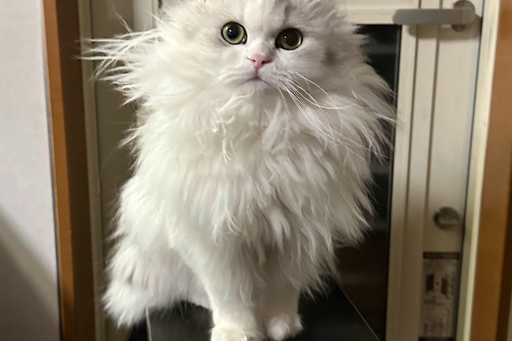 猫の不器用すぎる毛づくろいに悶絶 長い『ツノ』が生えて…｜Infoseek