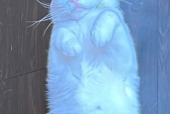 白猫ページです。 太った白猫を探しています