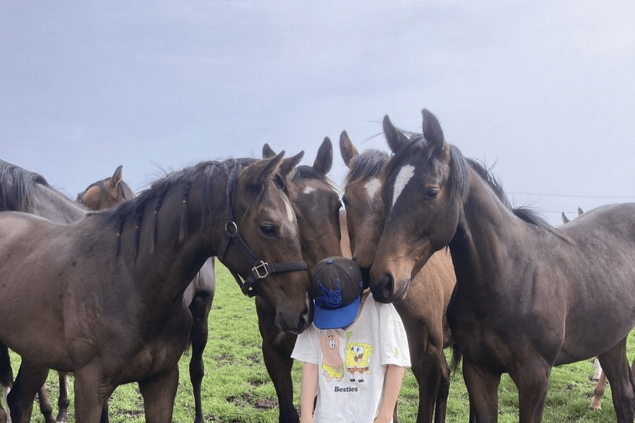 4頭の馬に「絡まれる」少年 馬と少年の会話が聞こえてきそうな写真に