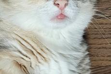 「出てる…」舌を出す猫さんの面白かわいい表情がSNSで話題