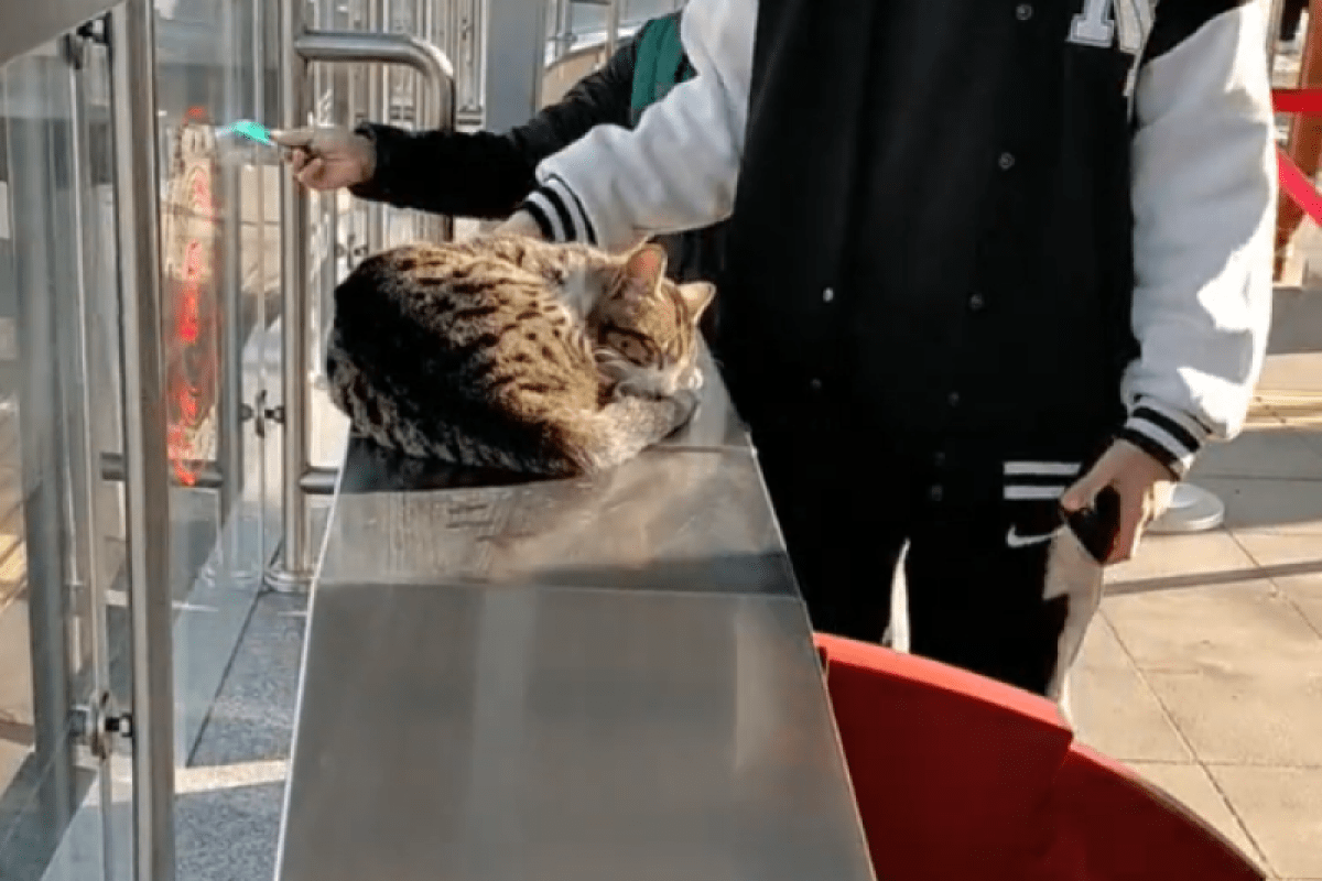 トルコ・イスタンブールで撮影された「自動改札機」の上で眠る猫