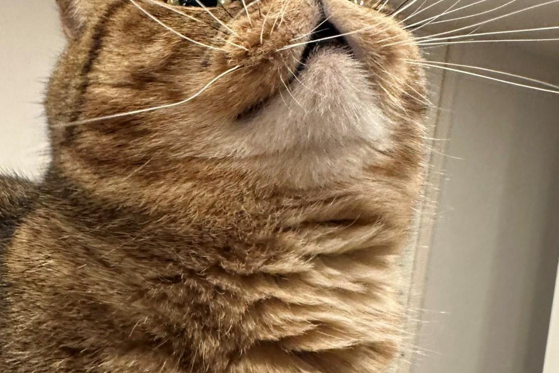 ヒゲを咲かせる猫さん 驚きの光景に「神様がオーラを放ってる