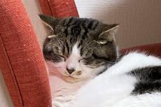 お昼寝する猫たちの写真が話題「なお、人間は……」！？