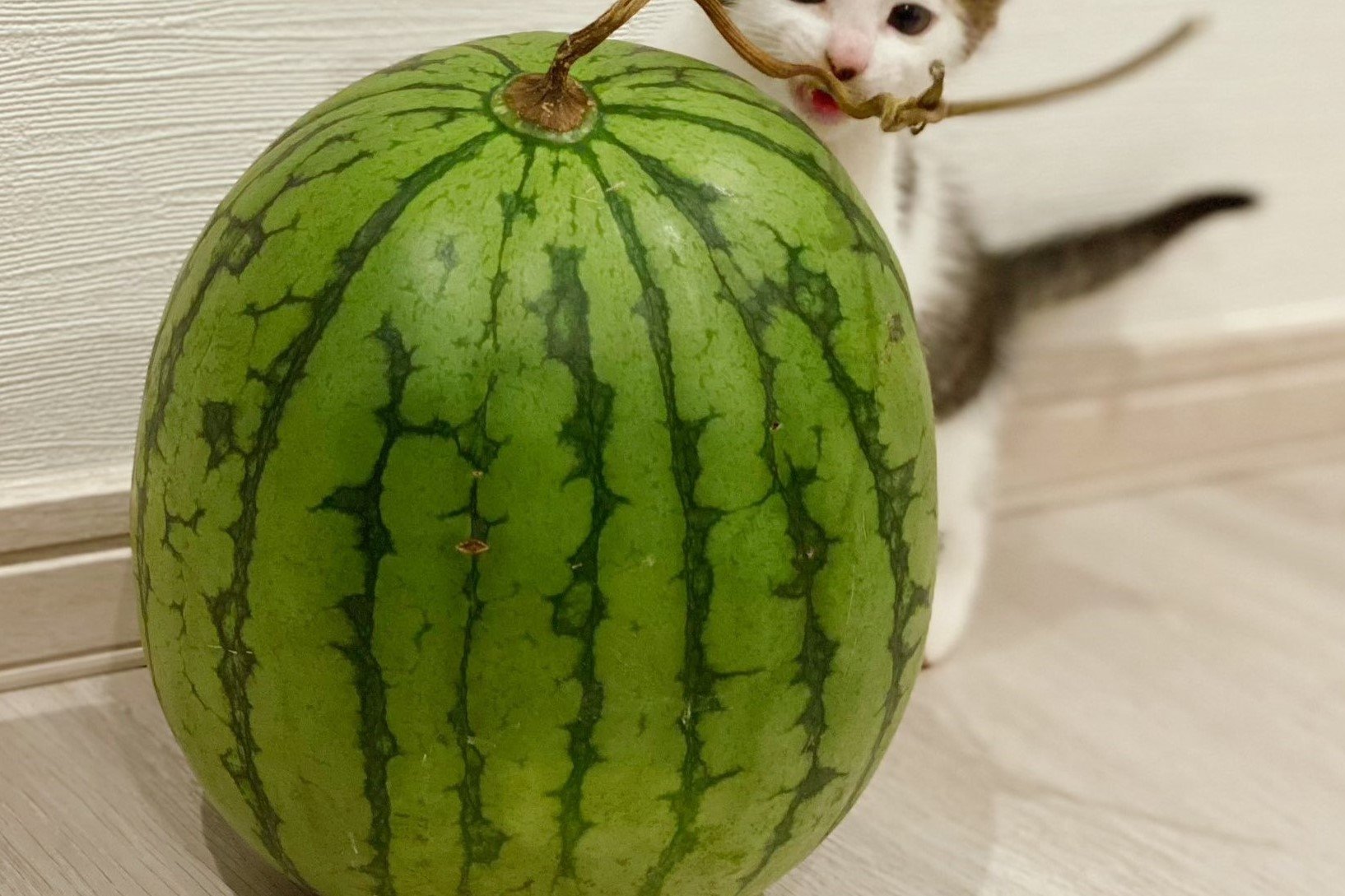 にゃんだこりゃ？」保護子猫さんが初めてのスイカを見つけて