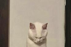 「わぁ…これは…」白猫さんの写真にSNSユーザーが注目