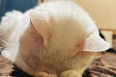 「ごめん寝のとき必ず…」猫の可愛すぎる「クセ」2.5万いいね