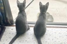 家の外で鳴いていた、怯える2匹の子猫　保護から2年後の成長姿に「胸がジーンとする」