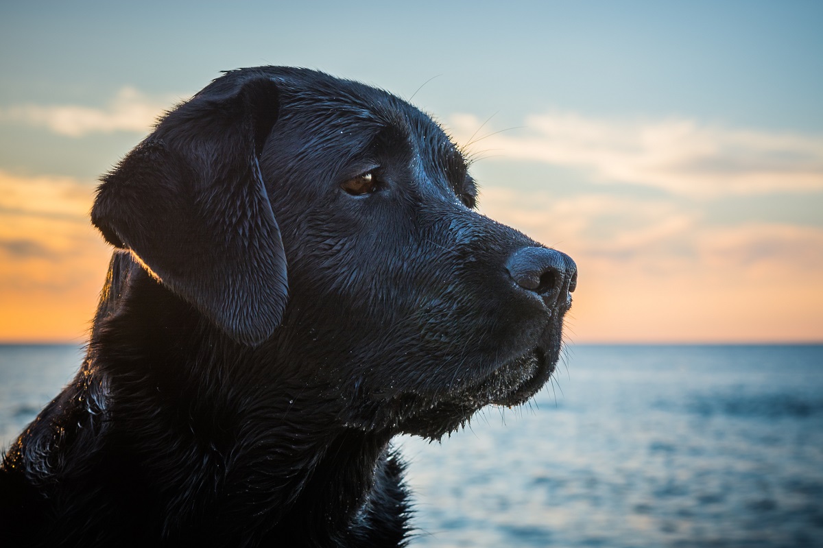 元保護犬が幸せに暮らせるニュージーランド 引き取るときの厳しい条件とは 記事詳細 Infoseekニュース