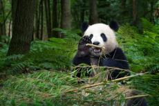 上野動物園でパンダ一般公開開始【1972（昭和47）年11月5日】