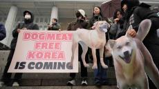 韓国がついに伝統の｢犬食禁止｣踏み切った事情 ｢伴侶動物｣という考え方が伝統も変えている