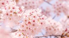桜の開花｢今年は遅かった｣思う人に教えたい真実 地球温暖化が与える思わぬ影響を｢数学｣で解析
