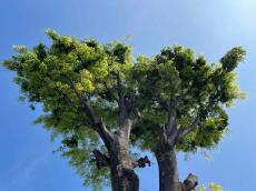 ｢保存樹木だったケヤキ｣はなぜ伐採されたのか 1本の大木が問いかける街づくりに欠けた視点