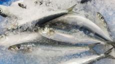 魚の獲りすぎをやめないと､日本の魚は枯渇する 2050年に漁獲量ゼロ？墜ちた漁業大国ニッポン