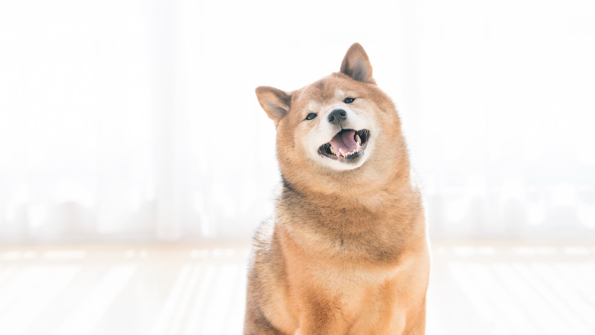 商品にならないから始末｣悪徳ブリーダーの手口 法改正後も犬猫を