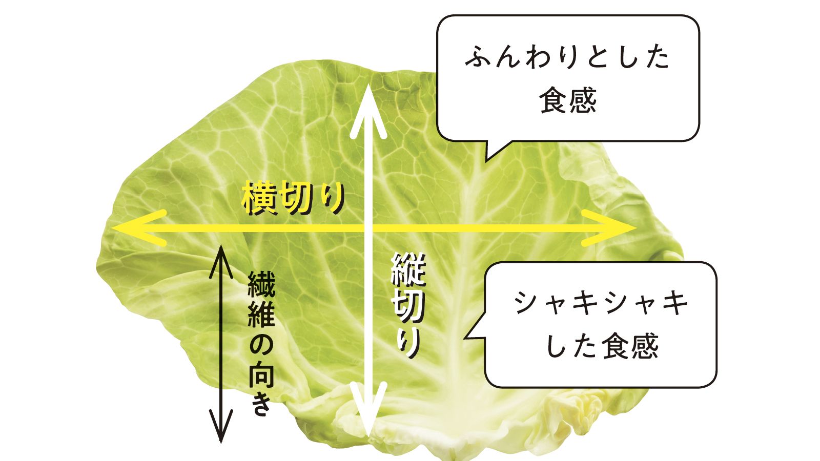 実は｢ポイ捨て｣しまくっていたキャベツの栄養 科学で解明｢芯はおいしくない｣と思うなかれ