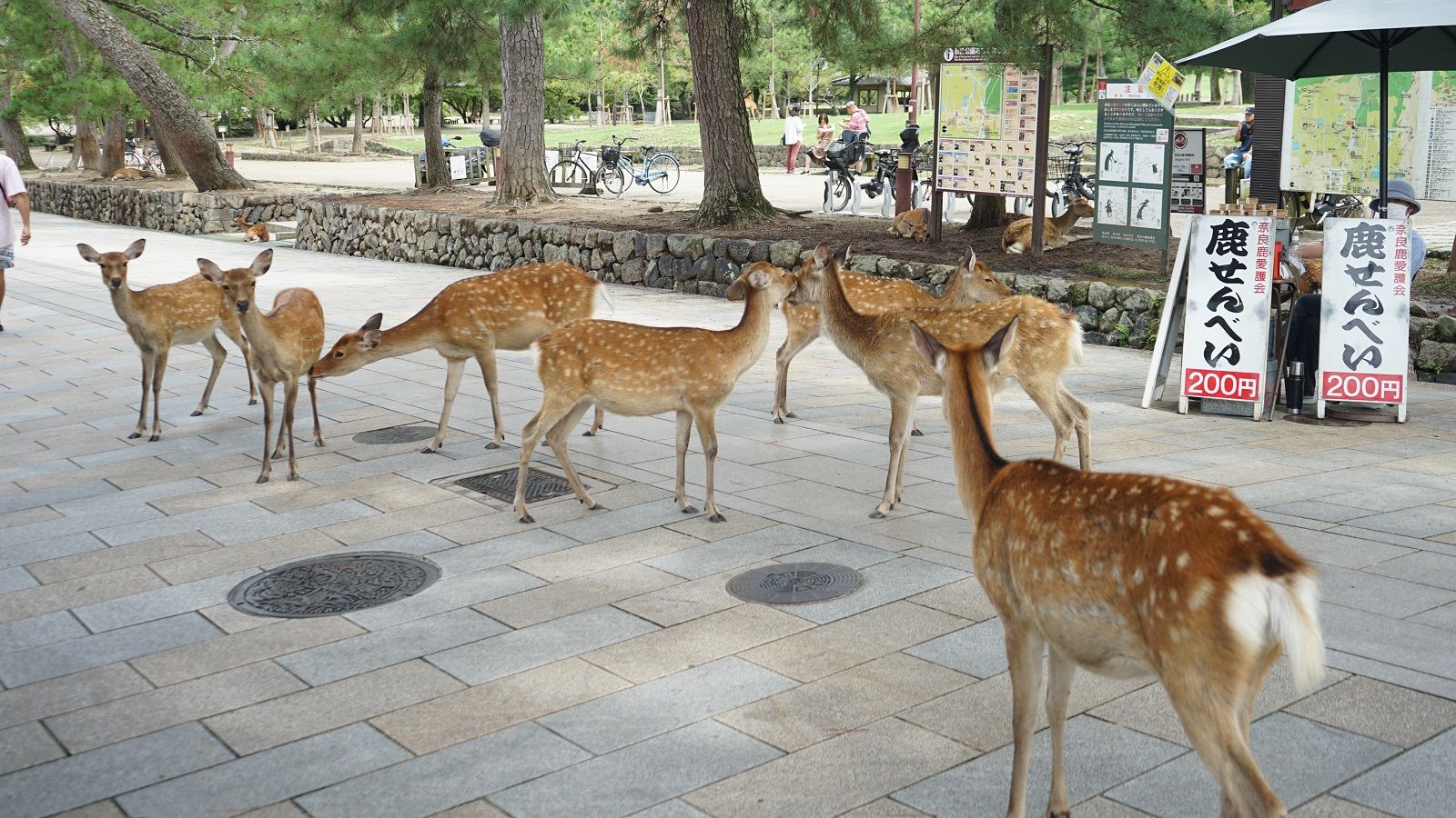 100億の貢献？糞虫の聖地｢奈良公園｣の奥深き裏側 驚異の自然サイクル！莫大な経済効果生む陰の掃除屋