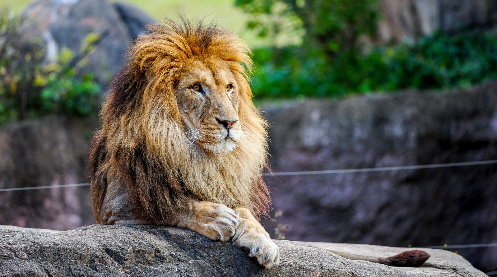 入社試験で出題｢動物園の来園者数｣増やす施策 コンサルなどでも出る｢ケース問題｣を考えよう