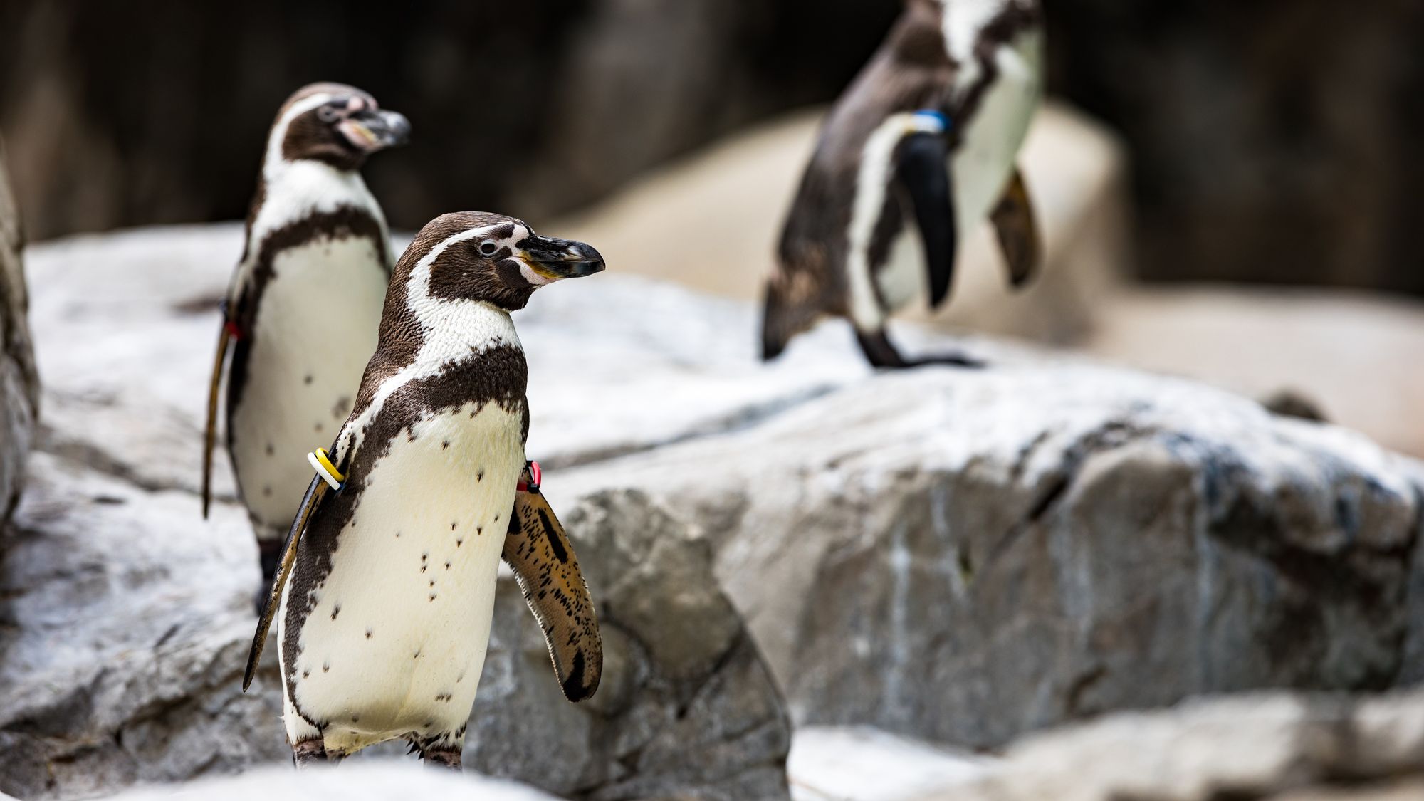 死亡した｢27歳のペンギン｣に生じた異変の正体 動物園の動物たちに起こっている｢新たな問題｣