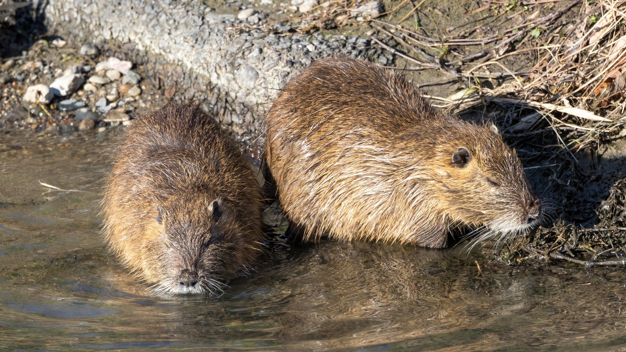 父が狩る｢大ネズミ｣の唐揚げを食べる家族の日常 狩猟シーズンはほとんどスーパーで肉を買わない