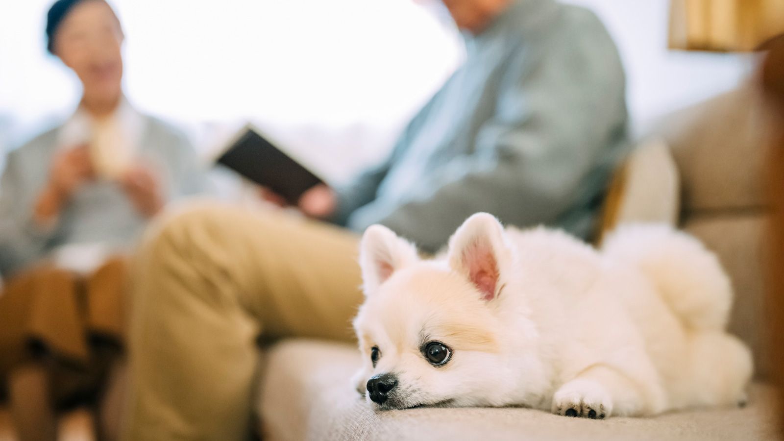 ｢愛犬愛猫と同じ墓に入る｣"ペット終活"最新事情 もし自分が犬猫より先に死んだら…どうする？