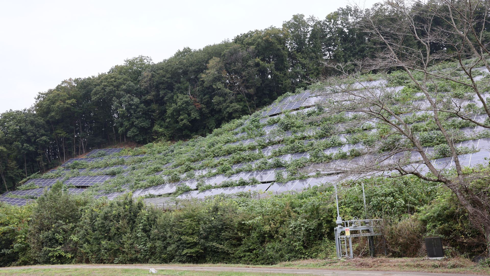 ｢草ぼうぼうの太陽光パネル｣各地に出現の危うさ 太陽光発電設備の周辺の下草に引火した事例も