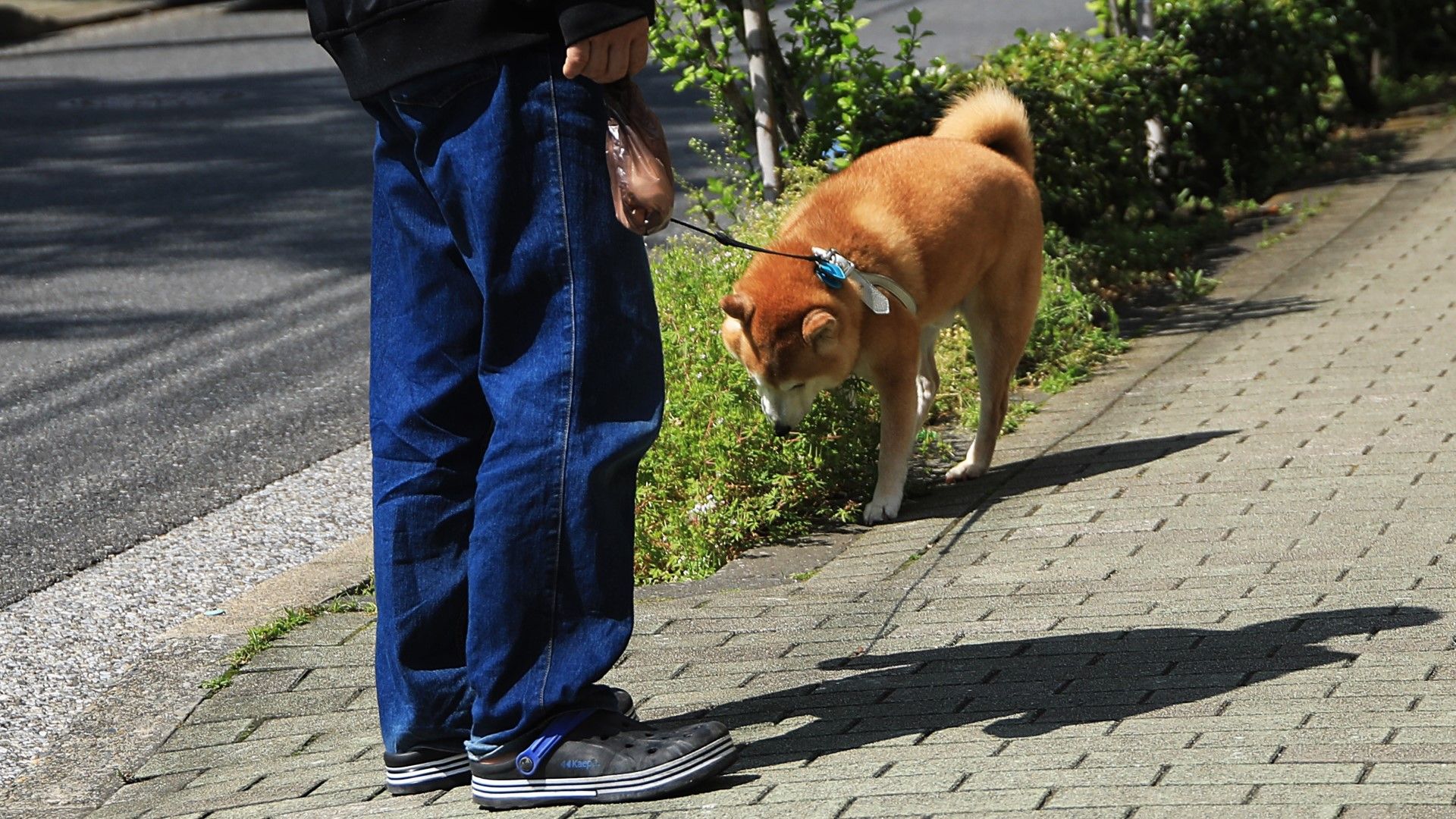 受験生のスランプ解消｢犬の散歩｣が効く納得理由 悩みを抱える受験生に対して親ができること