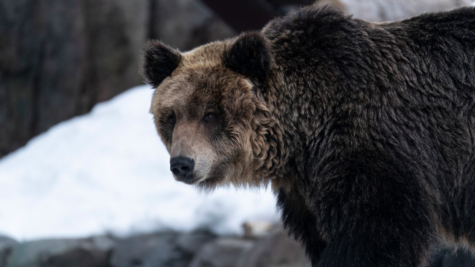 アイヌ伝説の猟師が実行､巨大ヒグマ驚愕の撃退法 戦前の北海道｢人間と熊の命がけの闘い｣の実話