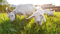 ヤギ5頭飼って知った｢意外と戦闘的｣な食事風景 ｢頭突きで草の争奪戦｣見守る日々をイラストで