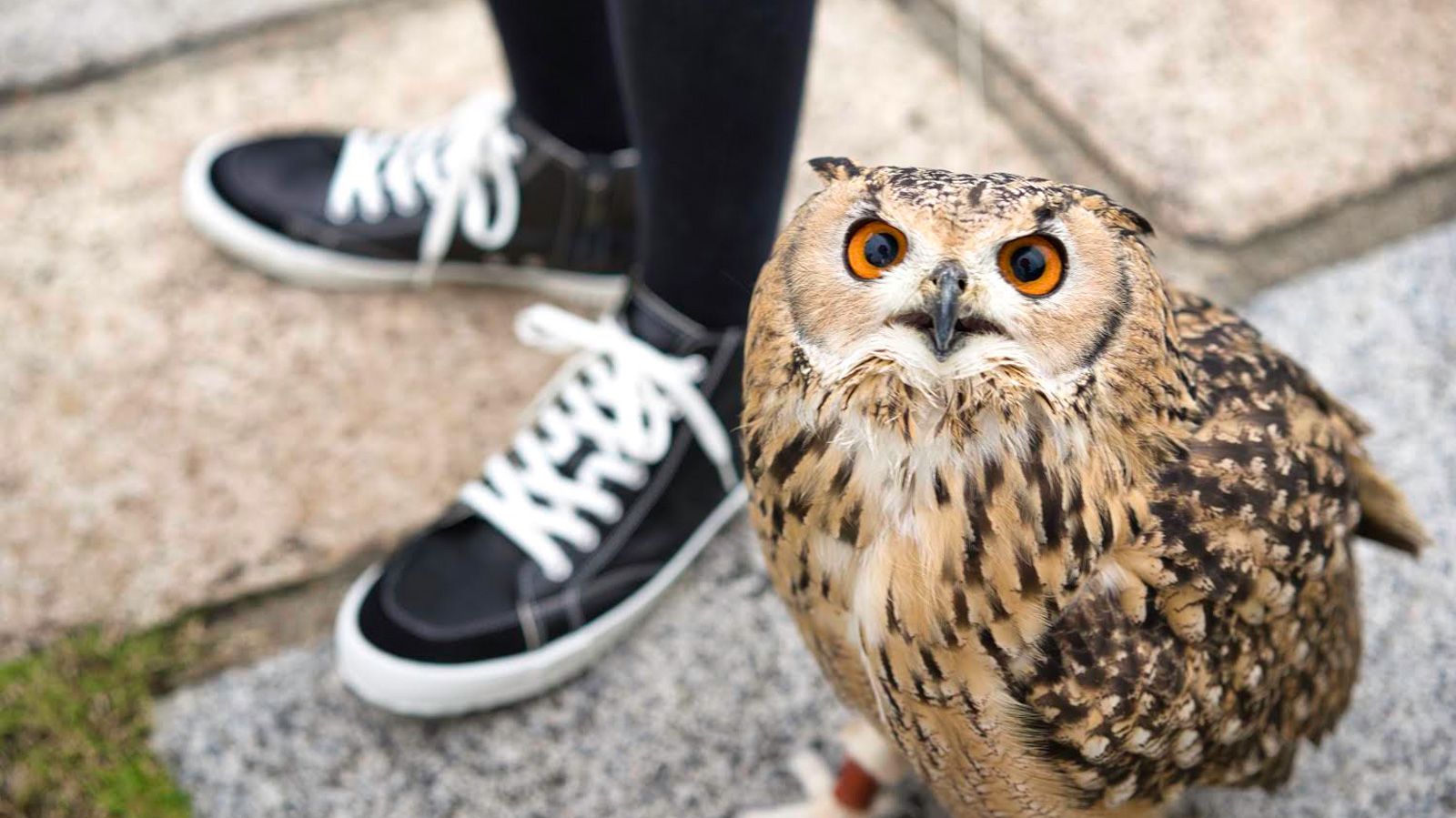 フクロウ飼育の魅力と苦労