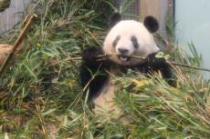 「沿道での見送りは控えて」 リーリー＆シンシン帰国にあわせ上野動物園が呼びかけ 29日に中国へ