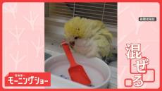 スプーンをつかんでまぜまぜ…まるでコックなインコさん　料理の練習してる？　