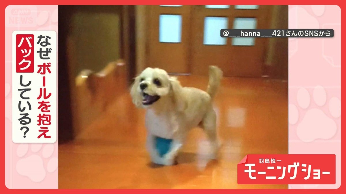 バックオーライ！クセ強犬 お気に入りのボール抱えて後ろ歩き…回転も