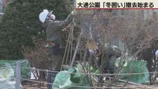 樹木も春の装いに　札幌大通公園「冬囲い」撤去始まる